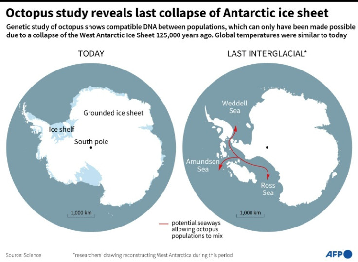 Today's ice sheet in Antarctic and that during the Last Interglacial when seaways allowed connections between octopus populations