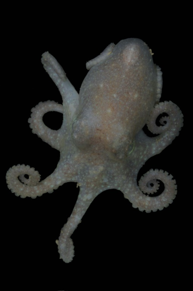 About half-a-foot (15 centimeters) and weighing around 1.3 pounds (600 grams), Turquet's octopuses lay relatively few, but large eggs on the bottom of the seafloor which means parents must put significant effort into ensuring their offspring hatch