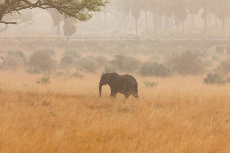 Critics say the project -- which partly stretches into Murchison Falls National Park, a protected area -- threatens one of Africa's most fragile ecosystems and the livelihoods of tens of thousands of people