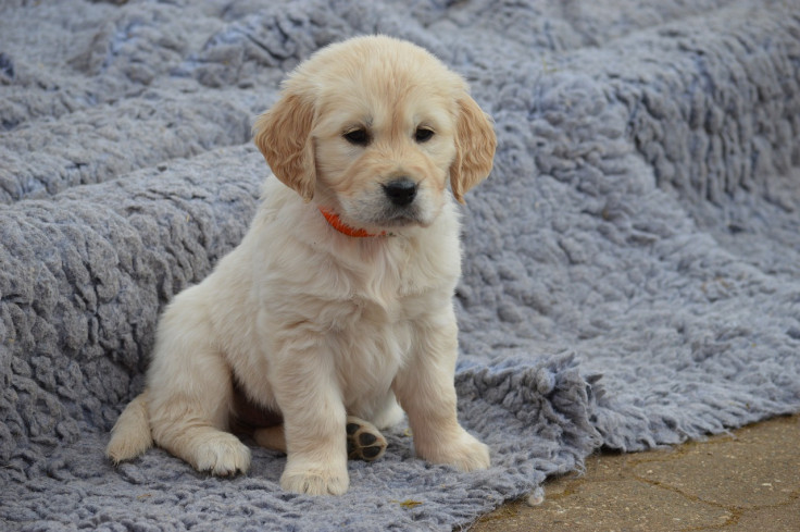 Most Popular Dog Names in the USA 2024