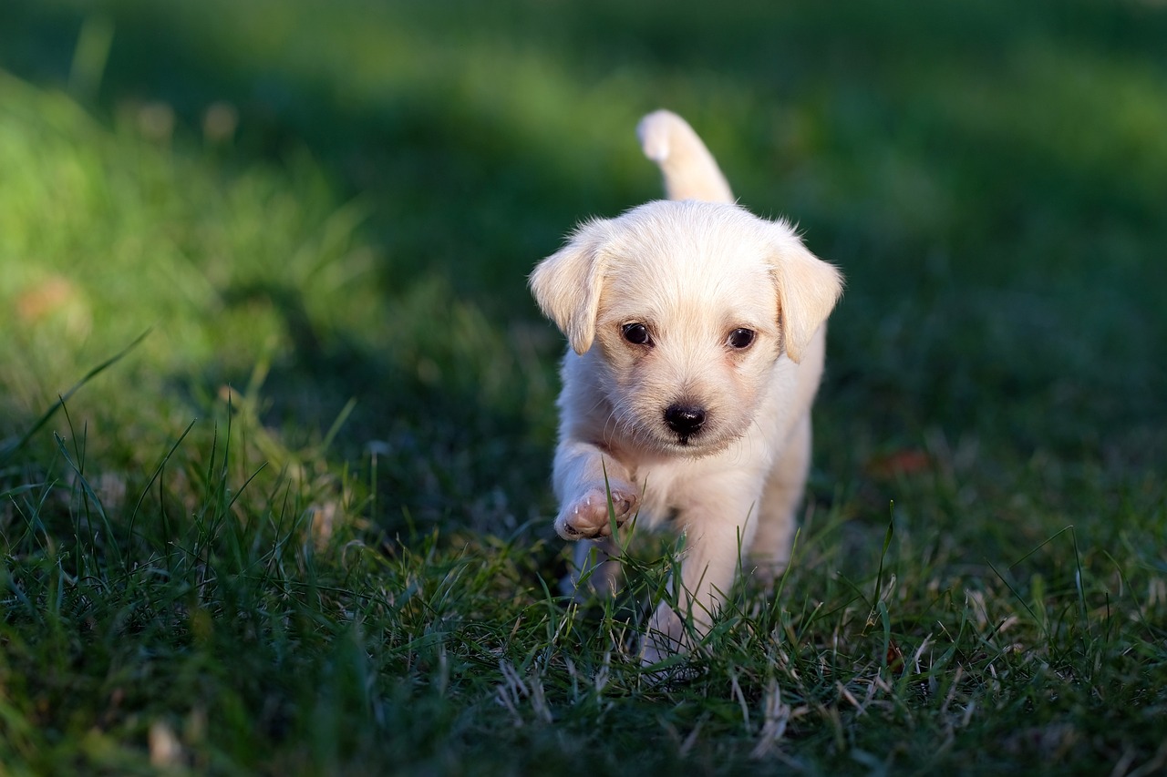 best unique dog names female        
        <figure class=