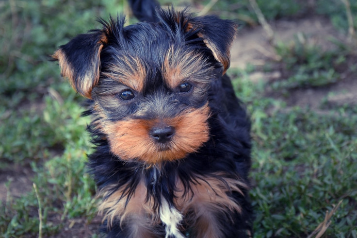 Most Popular Dog Names in the USA 2024