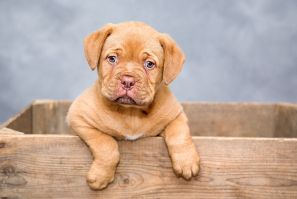 Most Popular Dog Names in the USA 2024