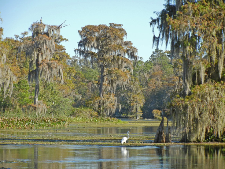 Florida Freshwater Springs