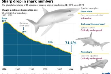 As apex predators, sharks are crucial for keeping marine ecosystems healthy