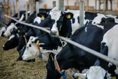 Marc Bernhardt's farm has about 100 cows, and production is entirely automated