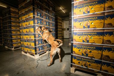 A Belgian Malinois dog inspects crates during a demonstration on the sidelines of a joint press briefing of the Belgian and Dutch customs authorities