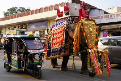 An elephant in Jaipur, where French President Emmanuel Macron is visting on Thursday