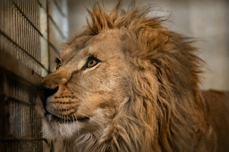 Atlas, a lion rescued from the war in Ukraine has found a new home in France