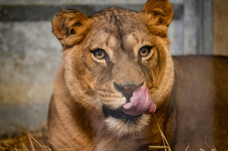 Luladja, a lioness who was stuck in Ukraine after Russia's invasion has found a new home in  Arnay-sous-Vitteaux in  central France