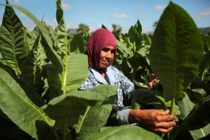 Some 35,000 people work directly in the tobacco sector in the Nicaraguan department of Esteli, out of about 65,000 countrywide