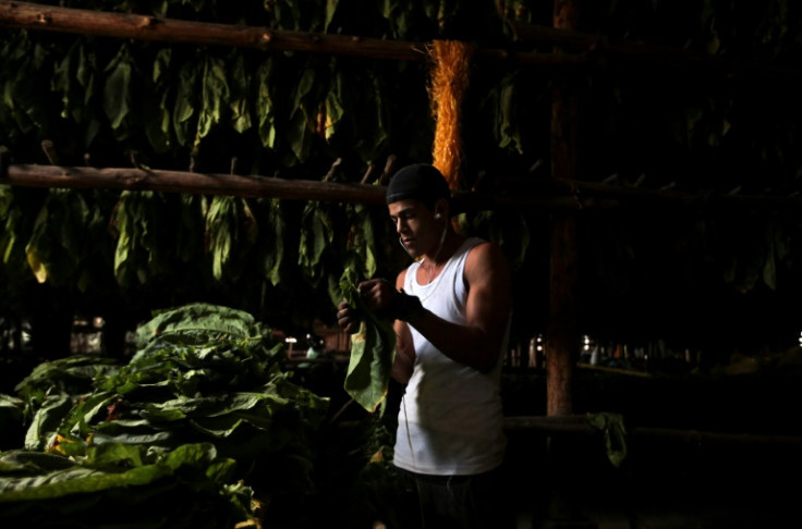 There are about 150 companies around Esteli working in tobacco growing, processing, packaging and cigar making