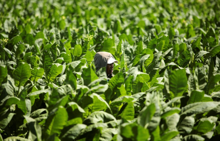 The Covid pandemic proved a boon for Nicaragua's tobacco industry