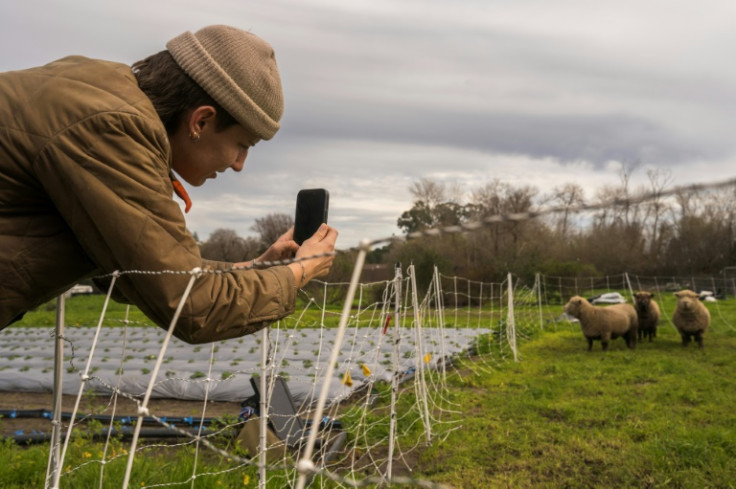 Nina Vukicevic, manager at Common Roots Farm, takes pictures of sheep for the farm’s Facebook page in Santa Cruz, California