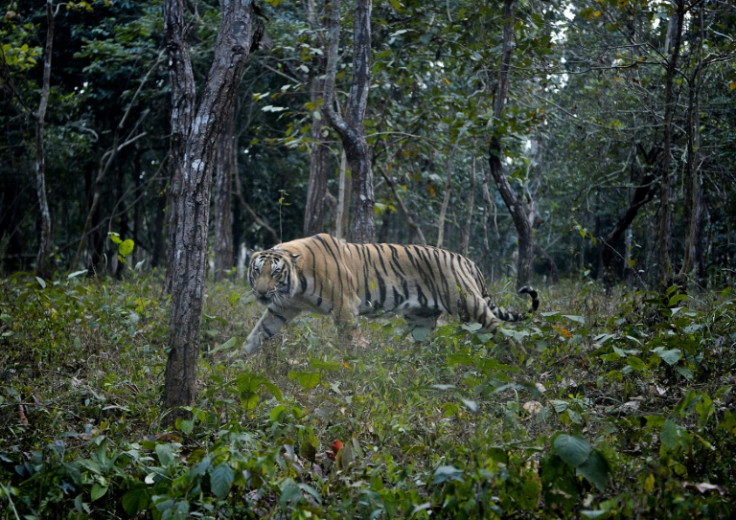 Tigers in India have been photographed in high-altitude mountains rarely seen before