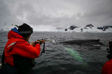 Later on his excursion, Mojica finds himself surrounded by humpback whales. When a tail or back pokes out of the rough waters he carefully takes aim with his rifle