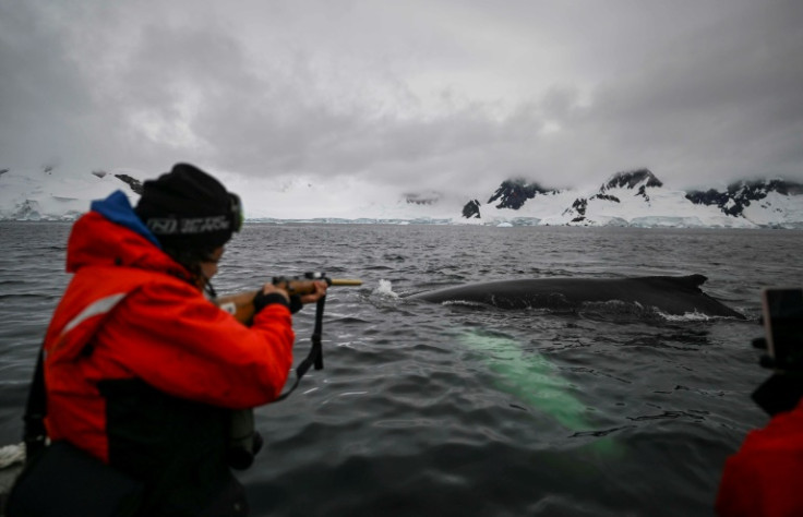 Later on his excursion, Mojica finds himself surrounded by humpback whales. When a tail or back pokes out of the rough waters he carefully takes aim with his rifle