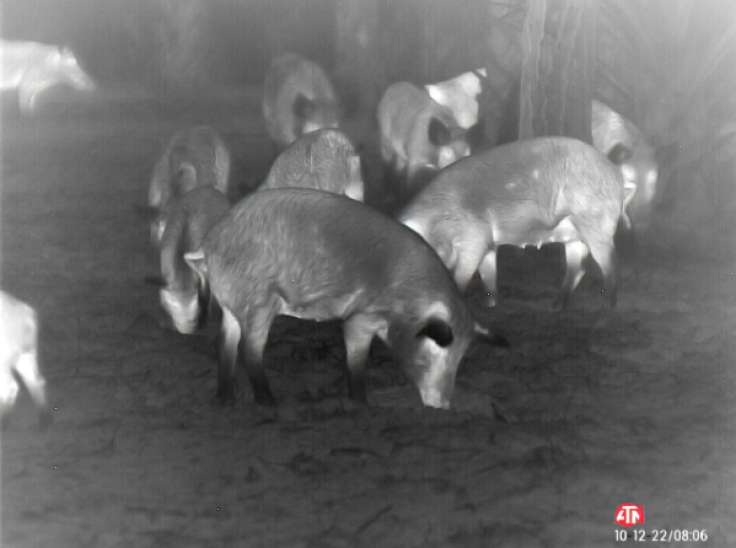 Night vision of wild pigs. 