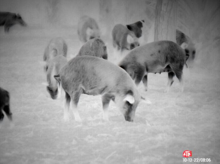 Night vision of wild pigs.