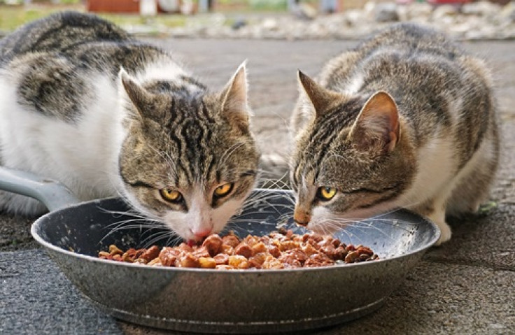 Cat food (affiliate)