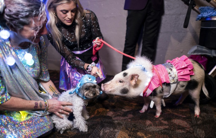Pig meets dog at the  New York Pet Fashion Show in February 2020