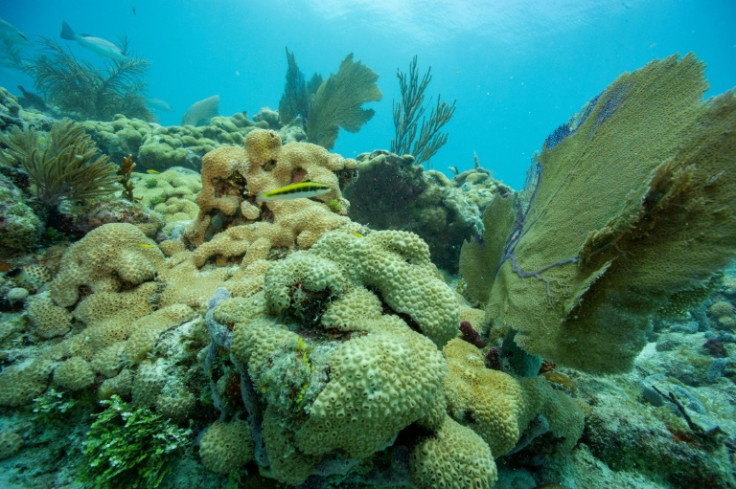 The world's coral reefs are projected to decline 70 to 90 percent in a world that has warmed 1.5C