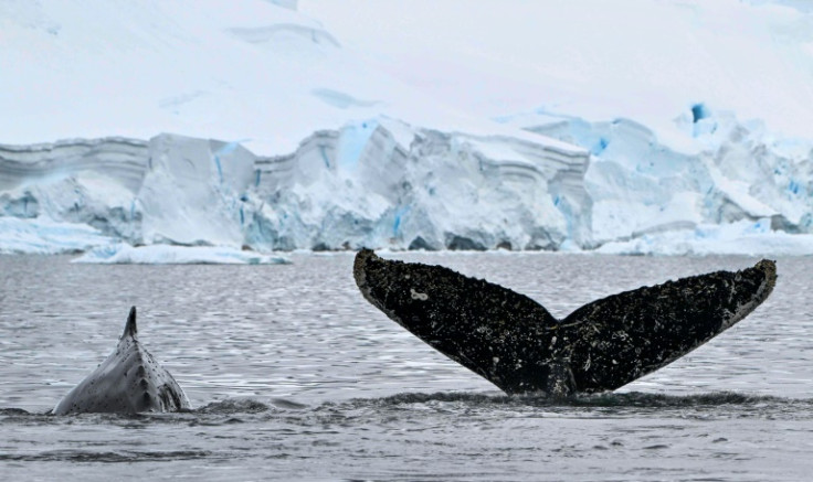 Protection from commercial whaling has helped humpback whale populations recover on a global level