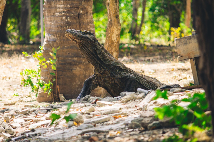 Komodo, Indonesia 