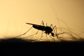 Mosquito diseases