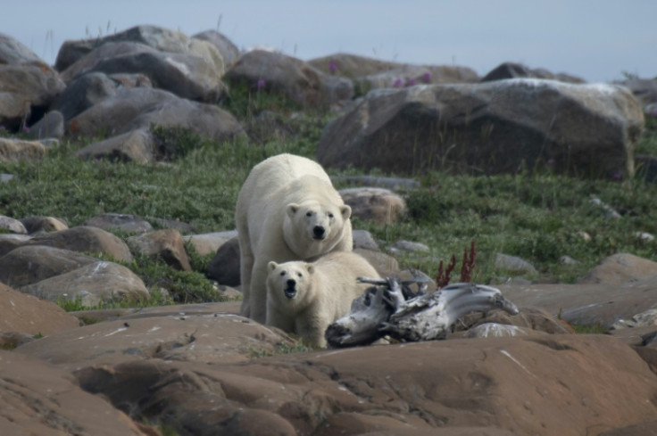 A female polar bear and her cub looking for something to eat at Hudson Bay