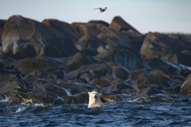 The researchers found that the bears' efforts to find sustenance on land did not provide them with enough calories to match their normal marine mammal prey