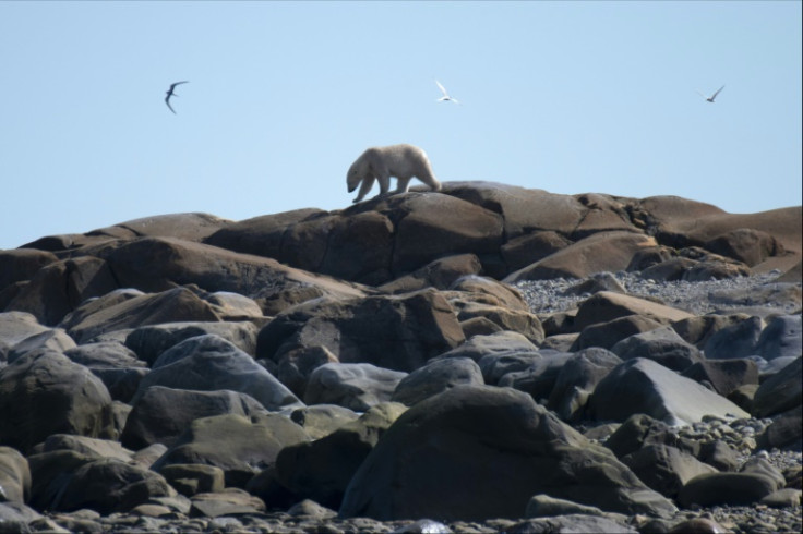 The study said these active bears may have been pushed to continue to look for food