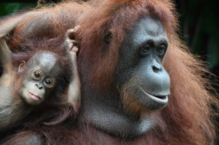 Great apes make great japes: Young orangutans like to tease their elders by pulling their hair, a new study found