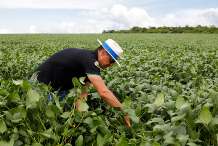 Agricultural engineer Adriano Cruvinel checks on his soybean plants in Montividiu, Brazil