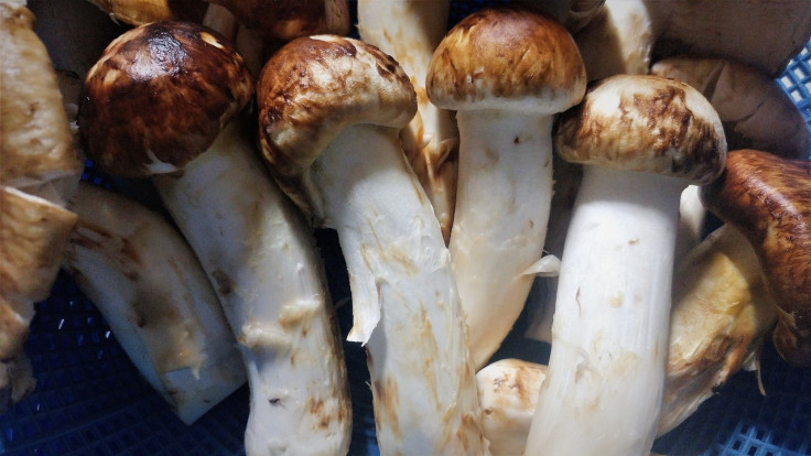 Matsutake Mushrooms