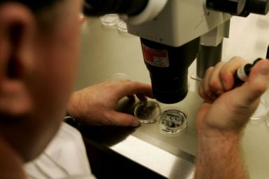 An embryologist examines a dish with human embryos under a microscope
