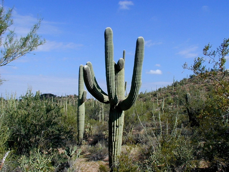 Saguaro National Park, Arizona