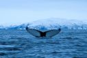 The harm goes beyond whales -- there is evidence that scores of marine species are negatively affected by underwater noise pollution