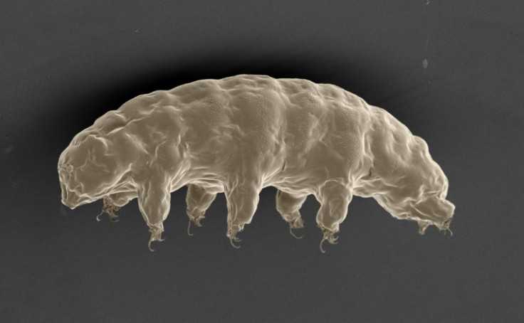 A scanning electron microscope image of the hydrated tardigrade, Ramazzottius varieornatus