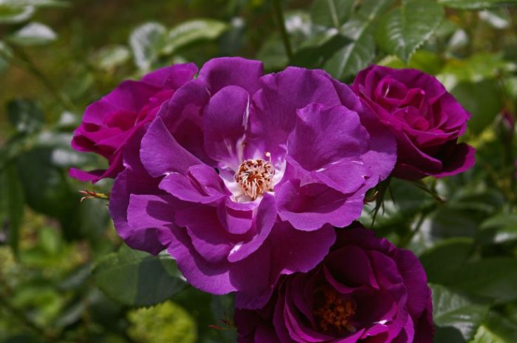 Rhapsody rose