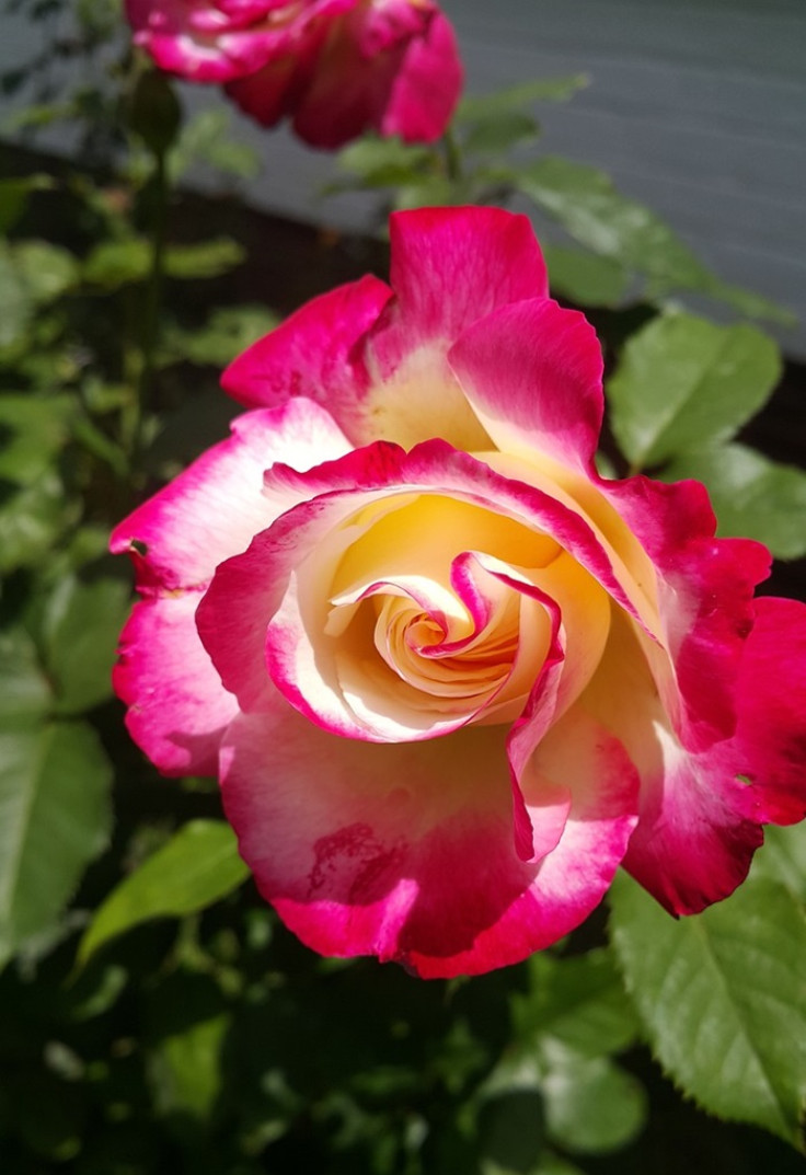 Double-delight rose