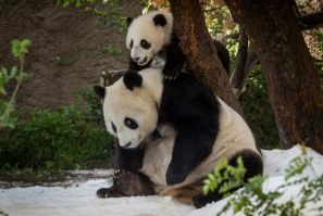 China said Thursday it had signed agreements to send pandas to a zoo in San Diego