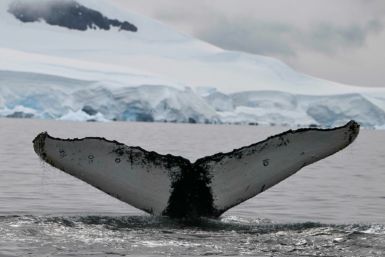 From 2014 through 2016 the strongest and longest marine heatwave ever recorded ravaged the Pacific northeast with temperate annomalies sometimes exceeding three to six degrees Celcius, altering the marine ecosystem and the availability of humpback prey. 