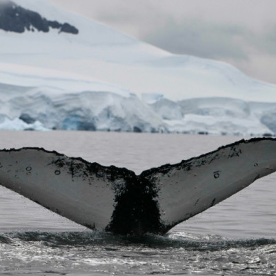 From 2014 through 2016 the strongest and longest marine heatwave ever recorded ravaged the Pacific northeast with temperate annomalies sometimes exceeding three to six degrees Celcius, altering the marine ecosystem and the availability of humpback prey. 
