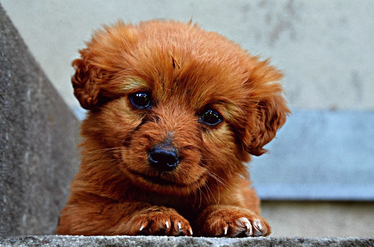 Cute brown dog