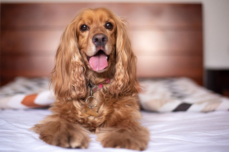 English cocker spaniel 