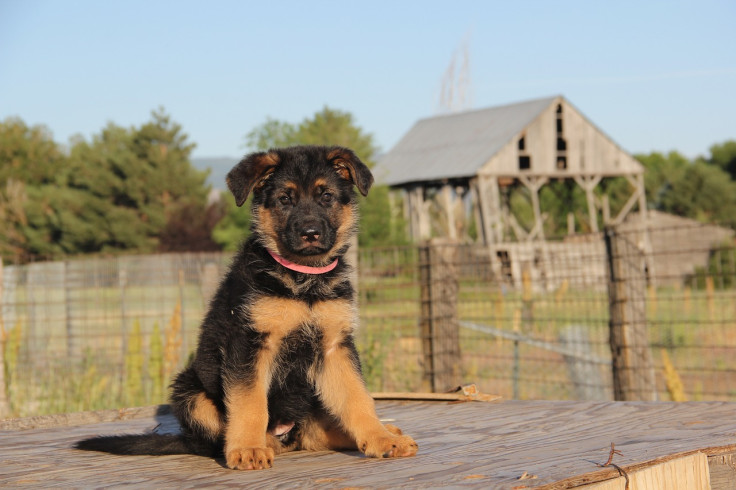 German shepherd