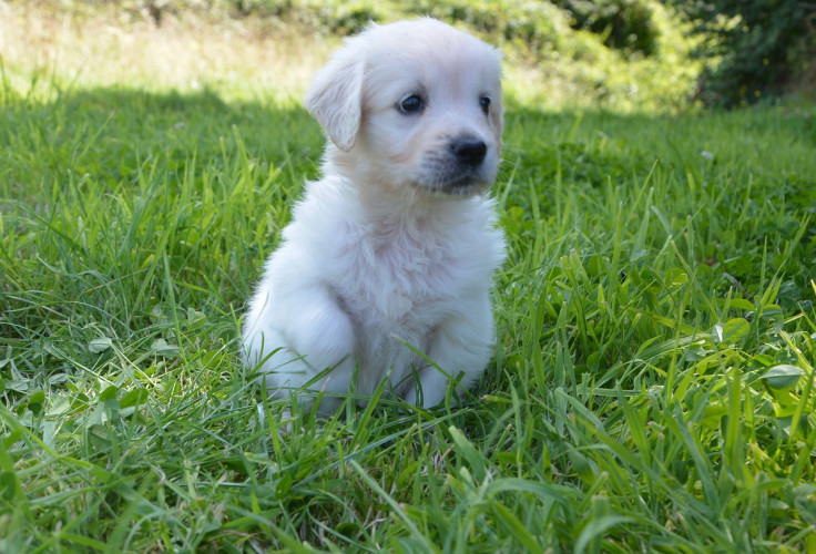 Golden retriever puppy