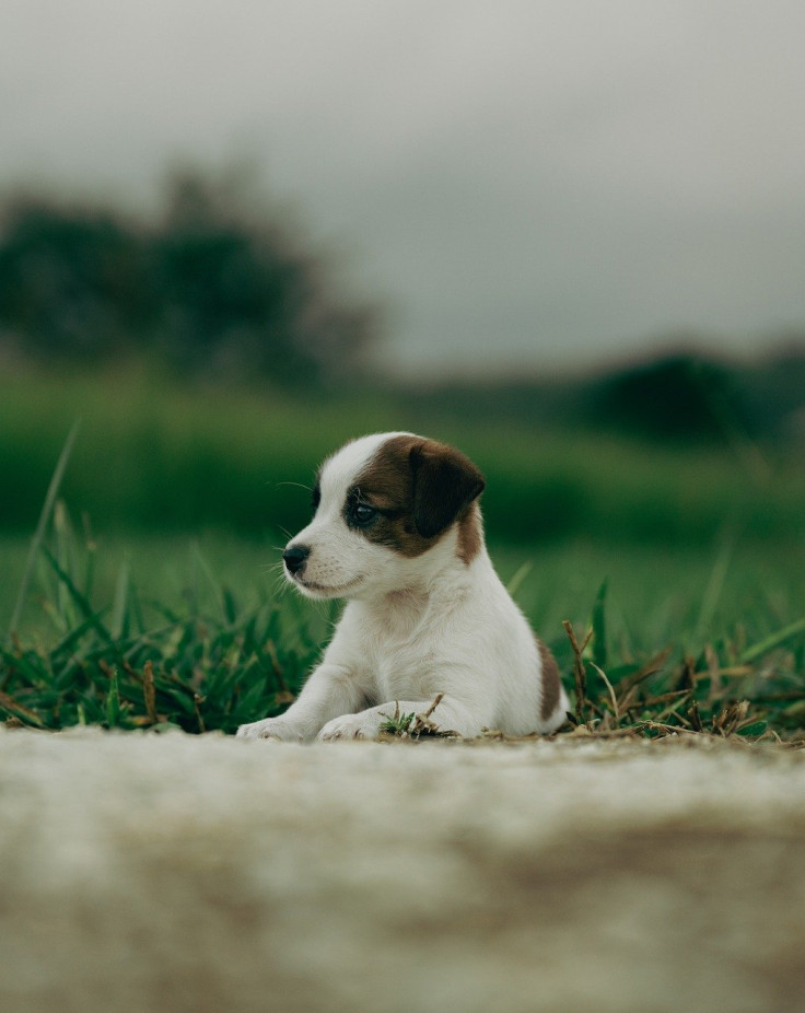 Puppy waiting