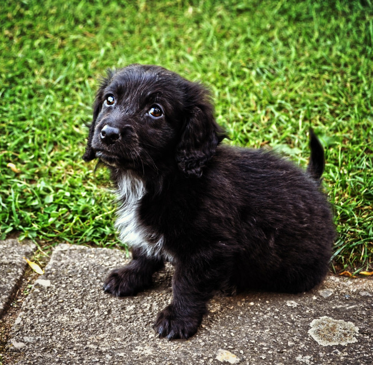 Cute black puppy